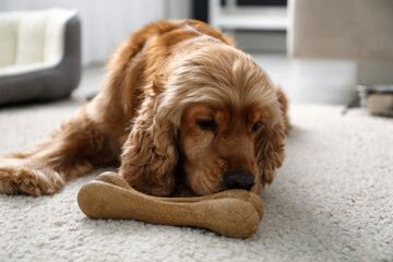 Cute English Cocker Spaniel with edible bone indoors. Pet friendly hotel