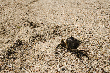 Sea crab on the beach shore 
