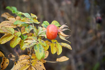 róża, owoc, Rosa canina,dzika róża © Marcin Łazarczyk