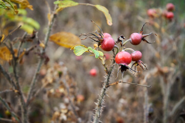 róża, owoc, Rosa canina,dzika róża © Marcin Łazarczyk