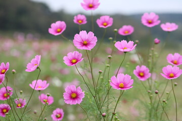ピンク色の秋桜