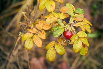 róża, owoc, Rosa canina,dzika róża © Marcin Łazarczyk
