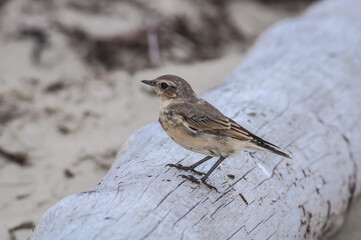 Immature Northern Wheatear (Oenanthe oenanthe) in Barents Sea coastal area, Russia
