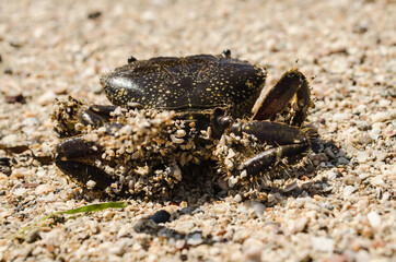 Sea crab on the beach shore 