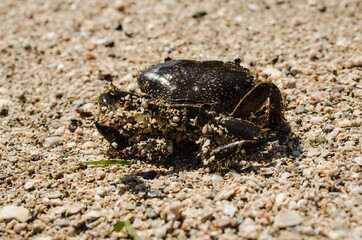 Sea crab on the beach shore 