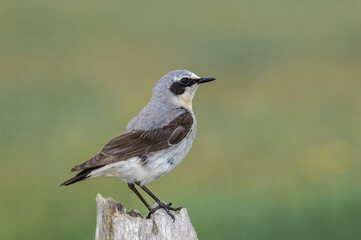 Northern Wheatear (Oenanthe oenanthe) male in Barents Sea coastal area, Russia