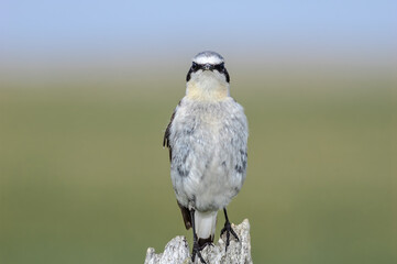 Northern Wheatear (Oenanthe oenanthe) male in Barents Sea coastal area, Russia