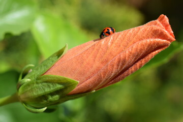 Multicolored ladybug on an orange hibiscus bud