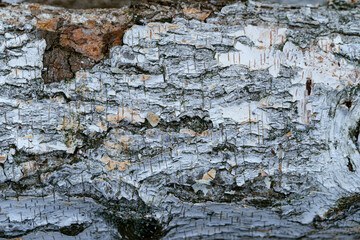 pile of birch wood, close view of bark for texture or background