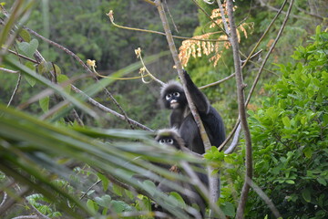 langur (spectacle langur) avec son petit dans son milieu naturel dans une forêt équatoriale en Thailande 