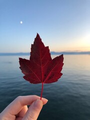 Red maple leaf at ocean sunset