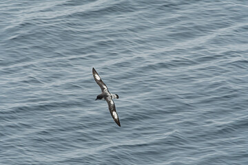 Cape Petrel (Daption capense) in South Atlantic Ocean, Southern Ocean, Antarctica