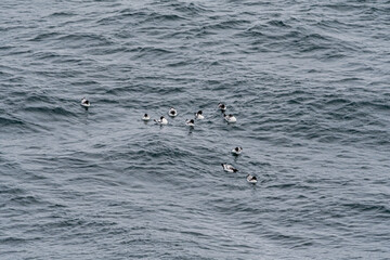 Cape Petrels (Daption capense) in South Atlantic Ocean, Southern Ocean, Antarctica