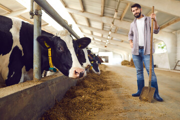 Cow with ear tag looking at camera standing in stable in barn with happy farm worker in background