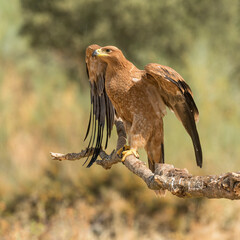 Iberian Imperial Eagle perched on a branch with open wings