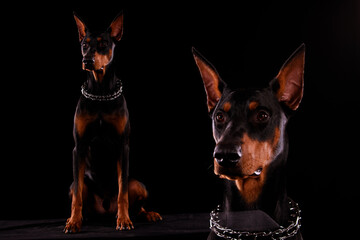 Doberman pinscher sits on a black background and looks ahead. Collage. Close up.