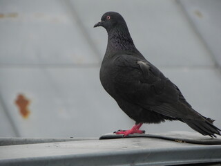 pigeon in the city