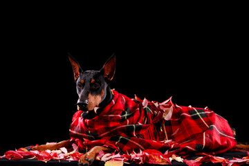 Doberman pinscher of dark brown color, wrapped in a red checkered blanket, lies among the fallen...