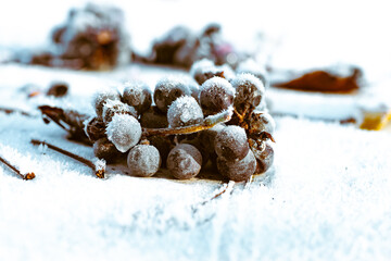 Ice wine. Wine red grapes for ice wine in winter condition and snow
