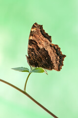Aglais urticae butterfly dark brown on a forest plant on a summer morning