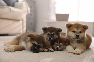 Adorable Akita Inu puppies on carpet indoors