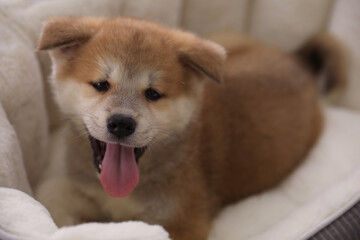Adorable Akita Inu puppy in dog bed, closeup