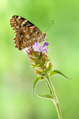 Butterfly Vanessa cardui collects nectar from  on a summer day in the garden