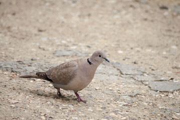 Eurasian Collared Dove (Streptopelia decaocto) in park, Crimea