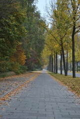 Fototapeta premium autumn in the park
