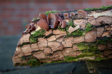 Holunderbaum Stamm morsch mit Pilz