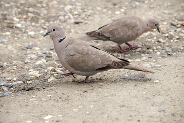 Eurasian Collared Dove (Streptopelia decaocto) in park, Crimea