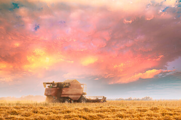 Naklejka premium Combine Harvester Working In Field. Harvesting Of Wheat In Summer Season. Agricultural Machines Collecting Wheat Seeds