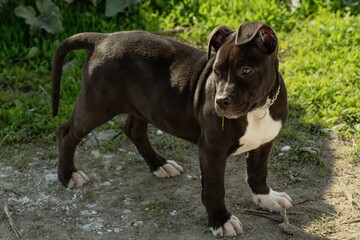 Obraz premium american staffordshire terrier