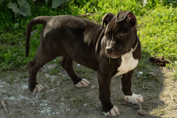 Dog at field