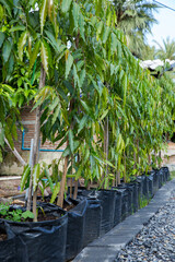 Planted mango trees for sale.