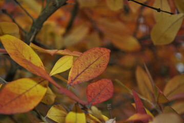 autumn leaves on the tree