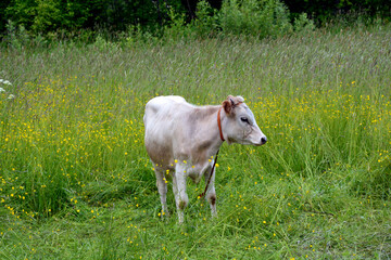 Bull grazing in the meadow. White cow, symbol of the new year 2021 according to the Chinese calendar.