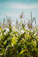 Rural Landscape Maize Field With Corn Sprouts. Young Green Cornfield Plantation. Agricultural Crop.