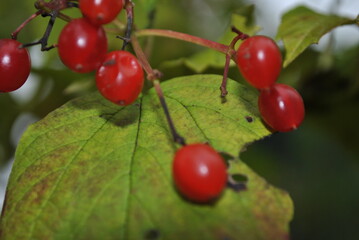 red cherries on a tree