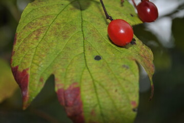 red cherries on a branch