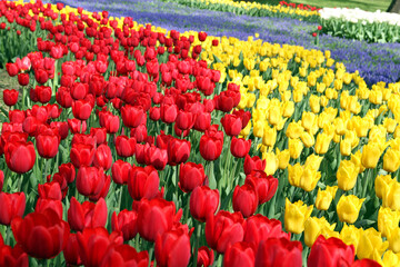 tulip garden
