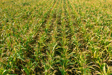 Elevated View Of Rural Maize Field With Rows Corn Sprouts. Green Cornfield Plantation. Agricultural Crop