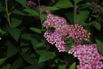 bumbelbee on flower
