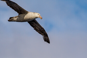 Northern Giant Petrel (Macronectes halli) in South Atlantic Ocean, Southern Ocean, Antarctica