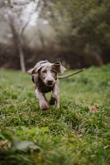 Braco de weimar, puppy weimaraner running in the middle of the field
