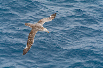Northern Giant Petrel (Macronectes halli) in South Atlantic Ocean, Southern Ocean, Antarctica
