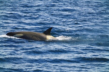 Fototapeta premium This killer whale can see his dorsal fin.