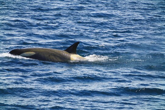 This killer whale can see his dorsal fin.