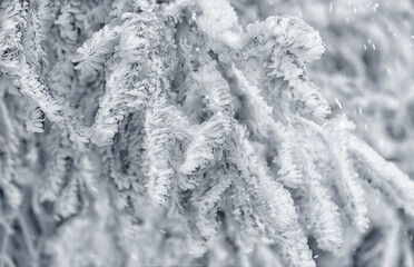 Openwork spruce branches in white frost and falling snowflakes