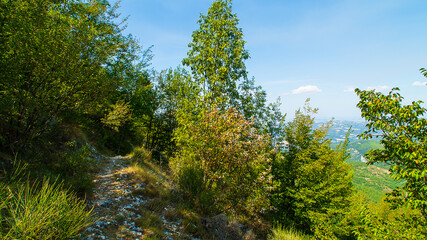 Fototapeta premium Vegetazione lungo il sentiero di montagna nelle marche